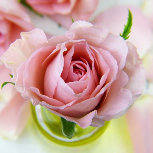 恋に落ちた歌姫