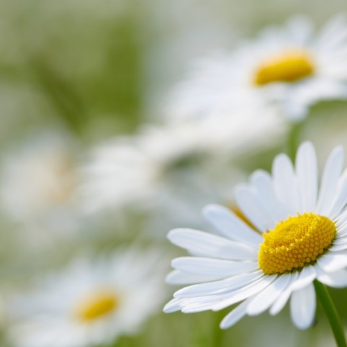 靴のないシンデレラ