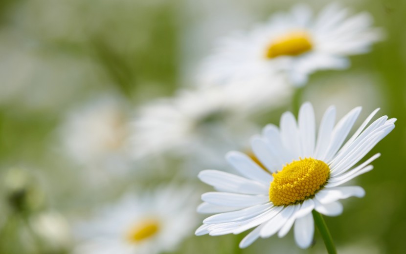 靴のないシンデレラ