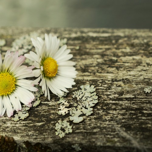 古城のロマンス