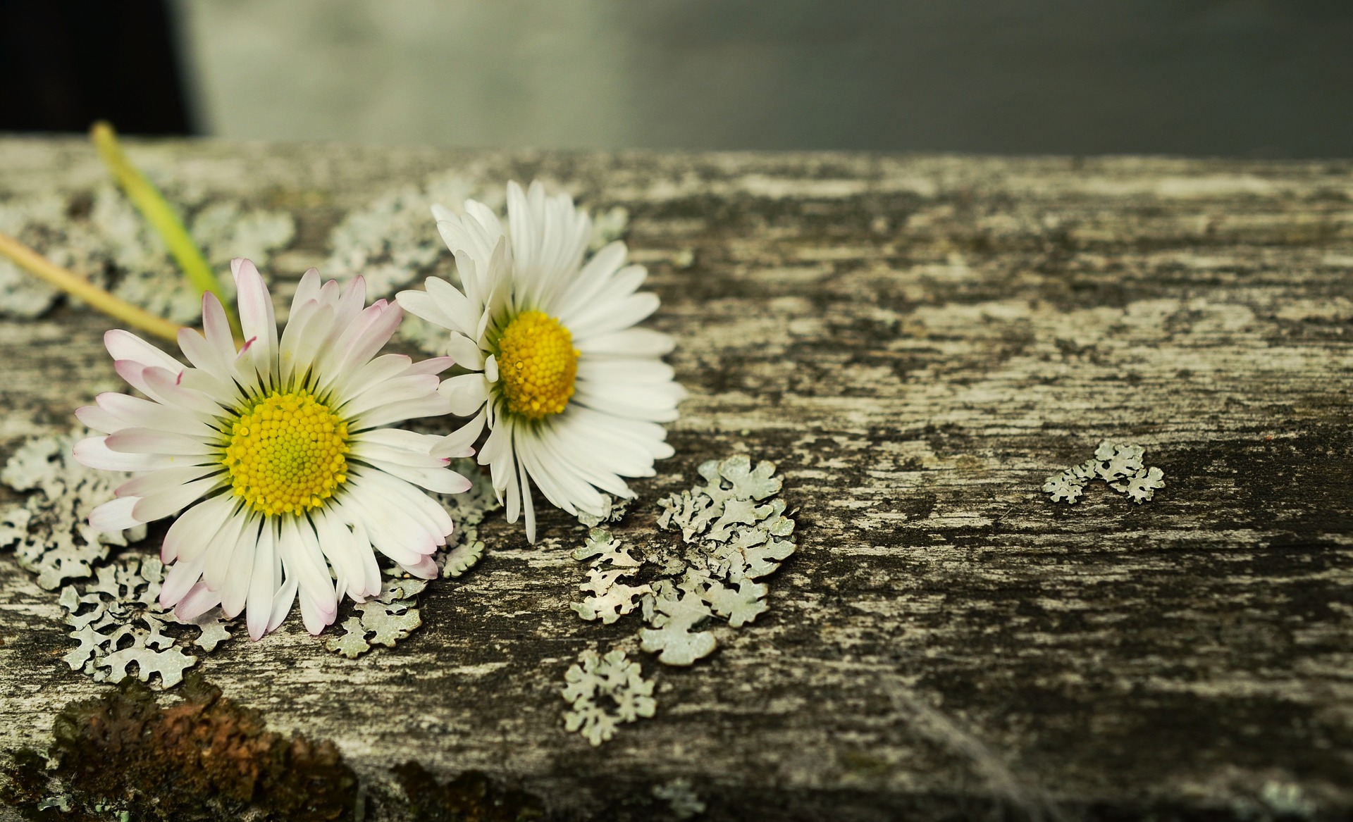 古城のロマンス