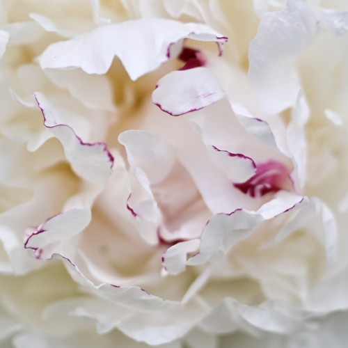 秘書以上、愛人未満