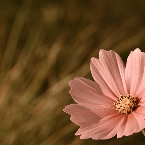 愛するのは危険