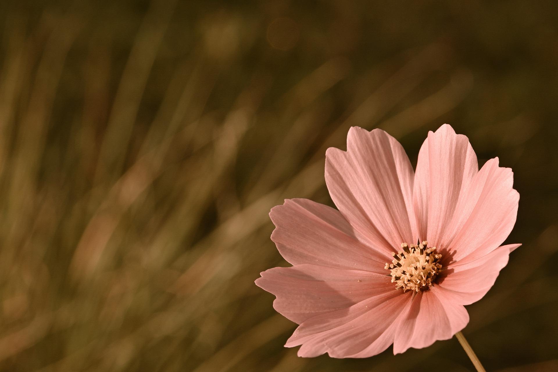 愛するのは危険