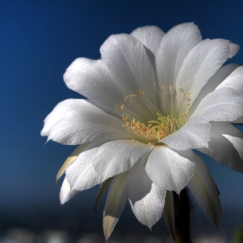 シークと砂漠の金の薔薇