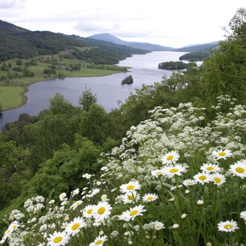 女相続人に求婚を