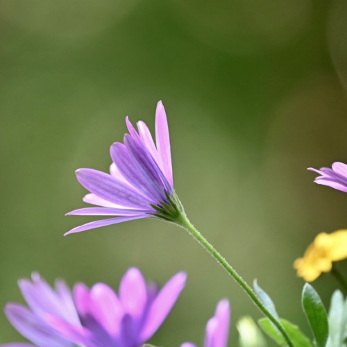 秘書は秘密の恋人