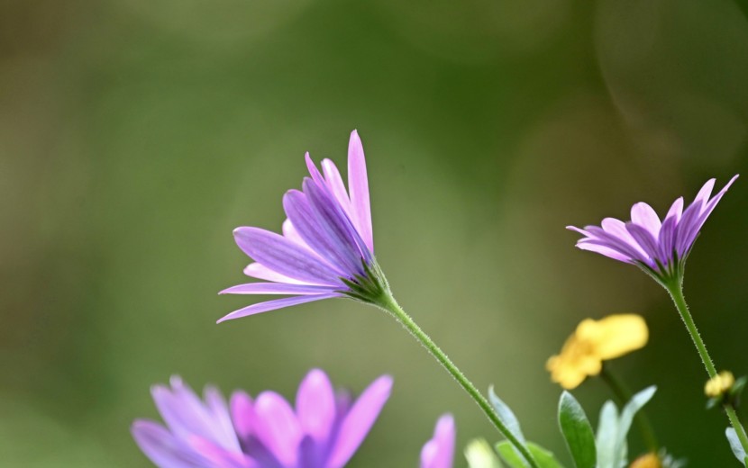 秘書は秘密の恋人
