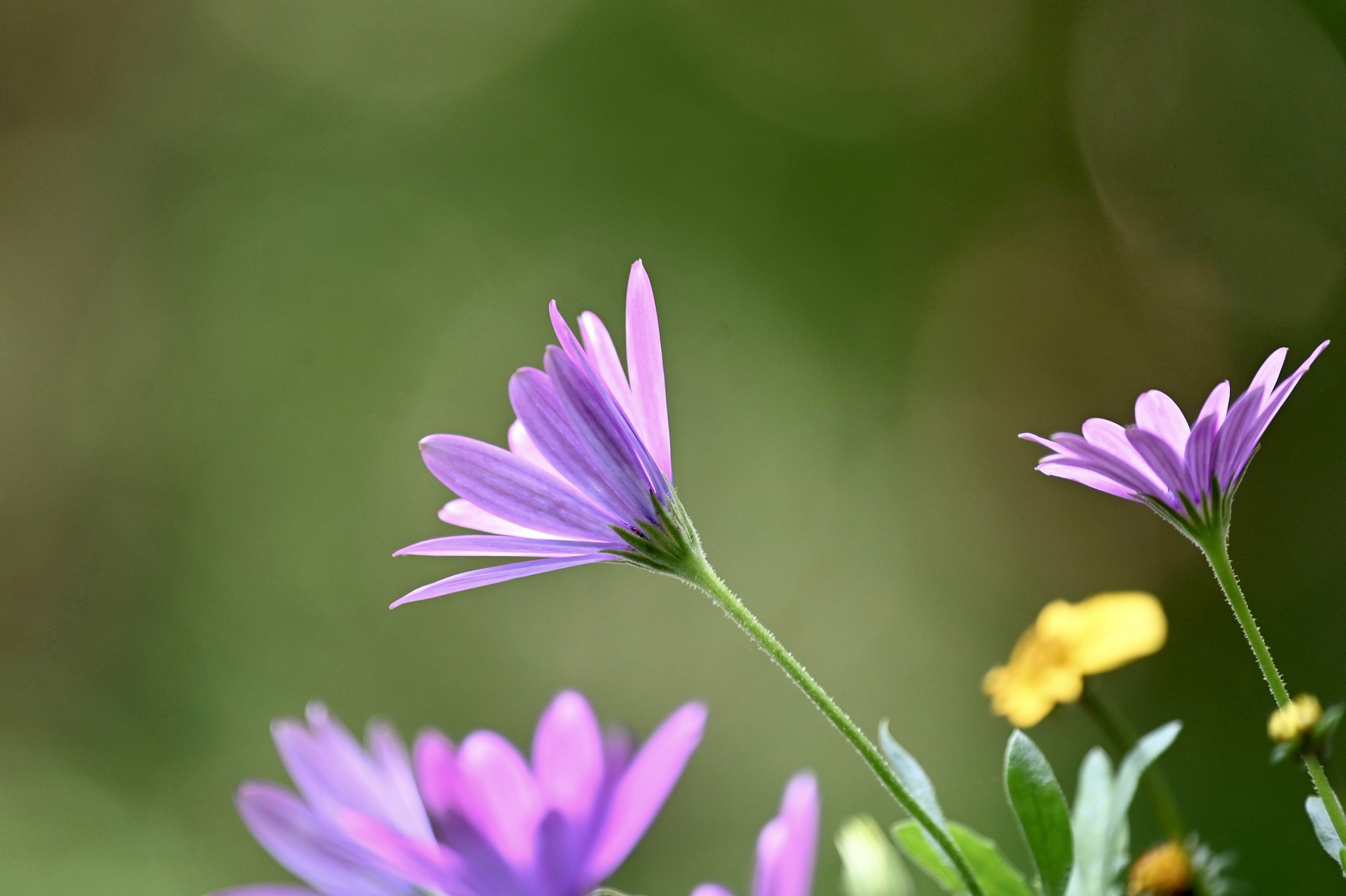 秘書は秘密の恋人