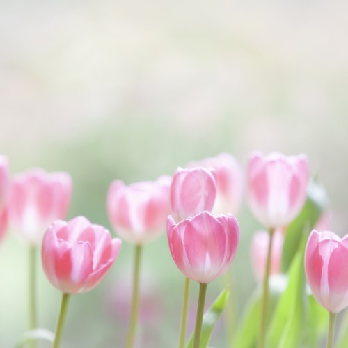 赤毛のアデレイド