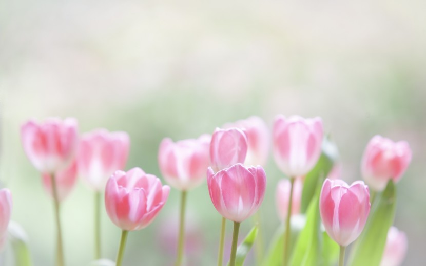 赤毛のアデレイド