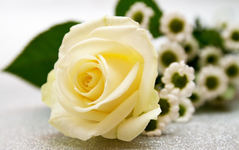 鳥かごのシンデレラ