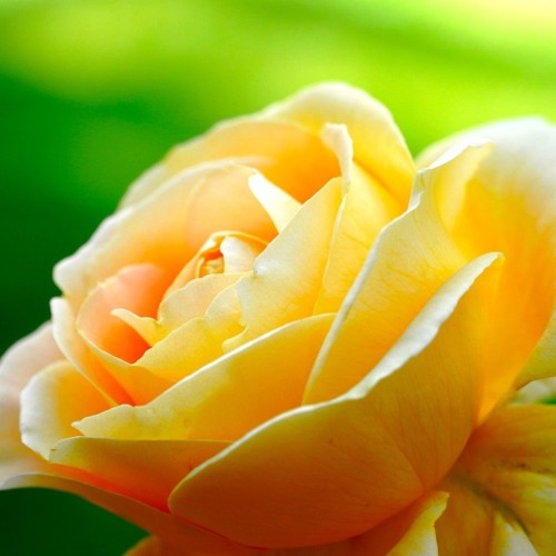 シンデレラになる夜