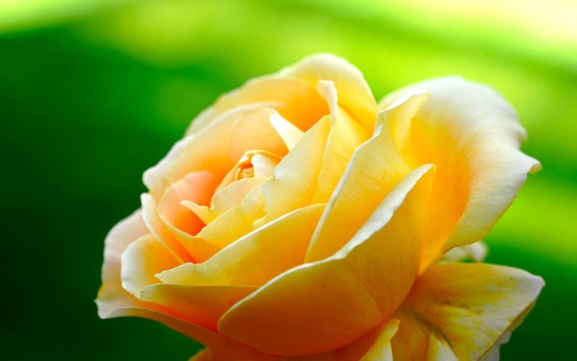 シンデレラになる夜