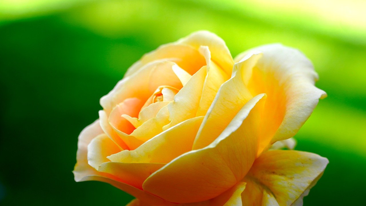 シンデレラになる夜