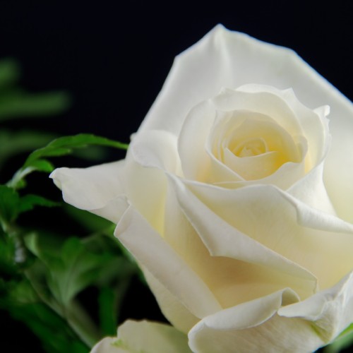 ハーレクイン・博士の密やかな誘惑