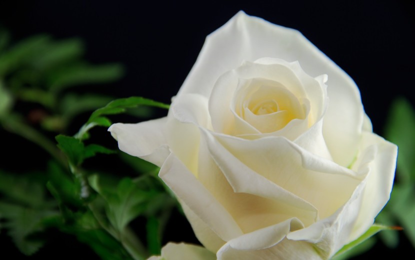 ハーレクイン・博士の密やかな誘惑