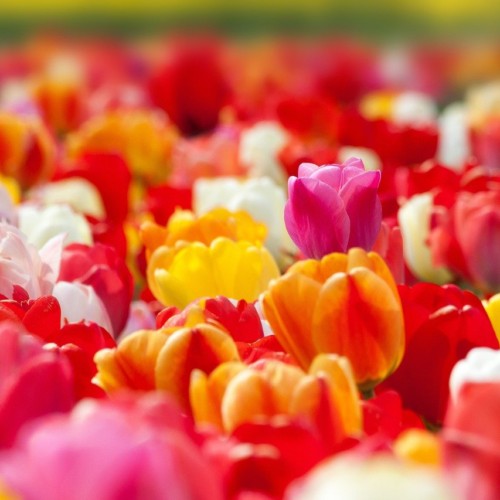 心のなかのプリンセス