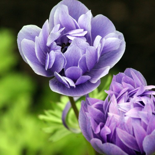 セクシーになりたい！