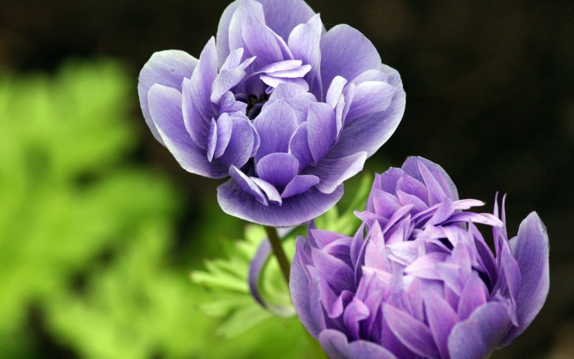 セクシーになりたい！