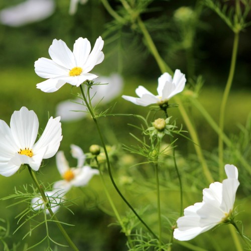 ライバルがフィアンセ・ハーレクインコミックス