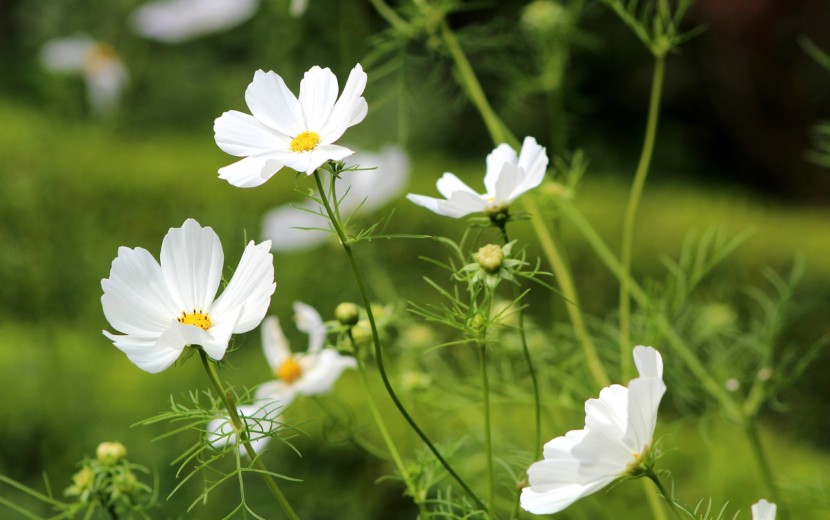 ハーレクインシリーズセット２ レビュー おすすめ まとめ配信21 Ohana