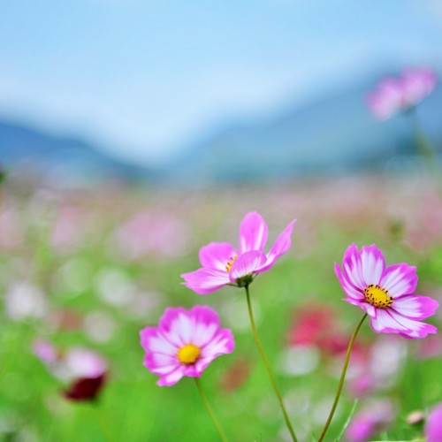 砂漠の楽園・ハーレクインコミックス