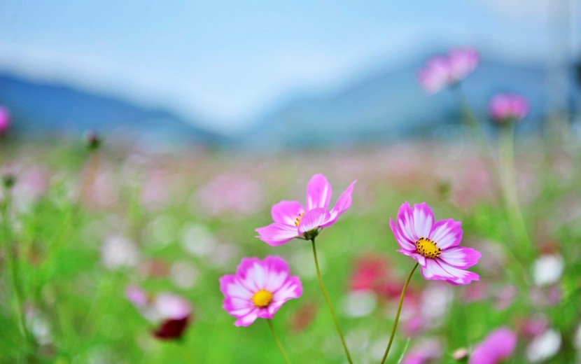 砂漠の楽園・ハーレクインコミックス