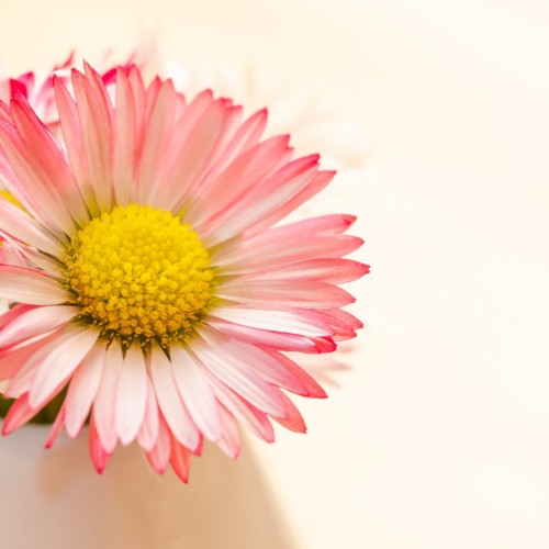 見せかけの恋人・ハーレクインコミックス