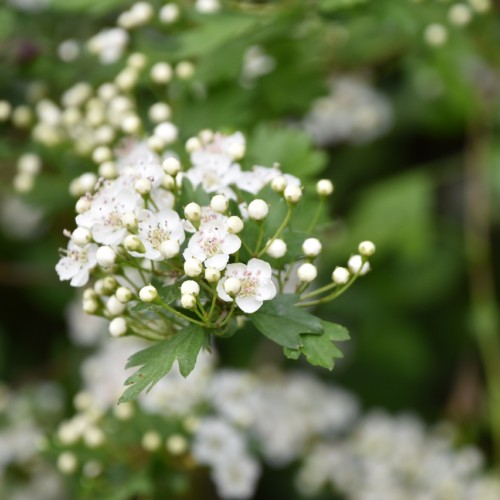 シークと結婚！・ハーレクインコミックス